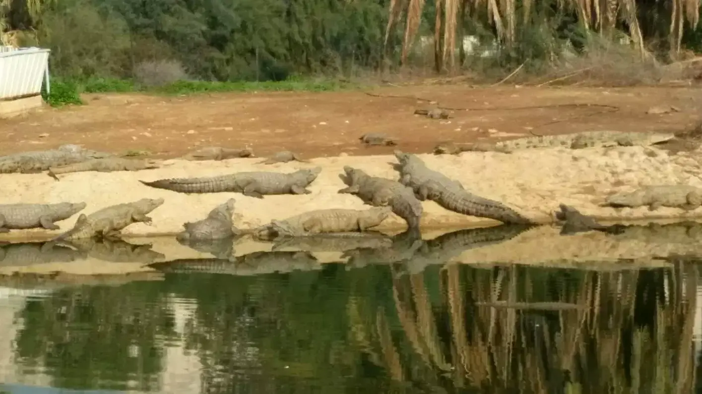 חוות התנינים בפצאל שבבקעת הירדן חוות התנינים בפצאל שבבקעת הירדן