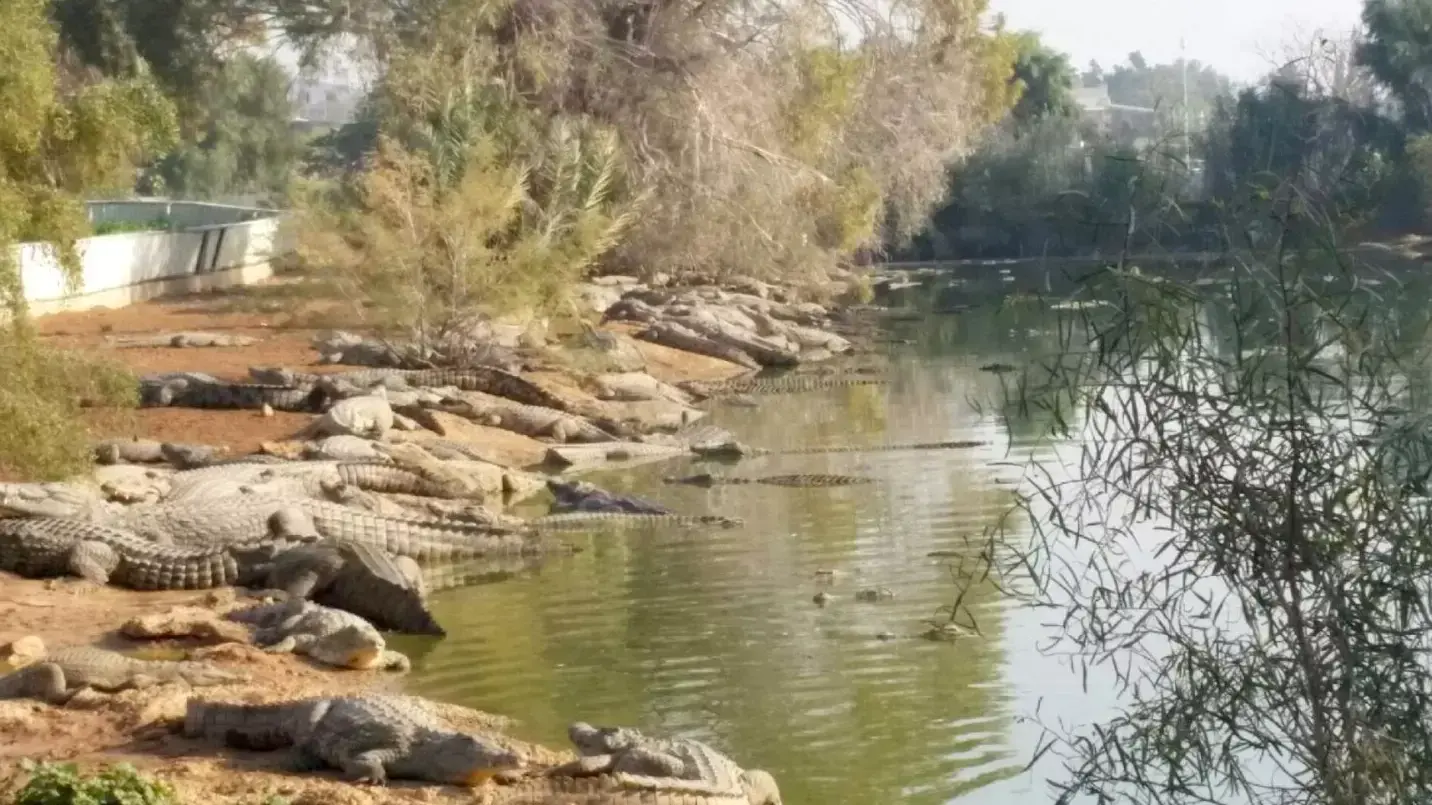 חוות התנינים בפצאל שבבקעת הירדן חוות התנינים בפצאל שבבקעת הירדן