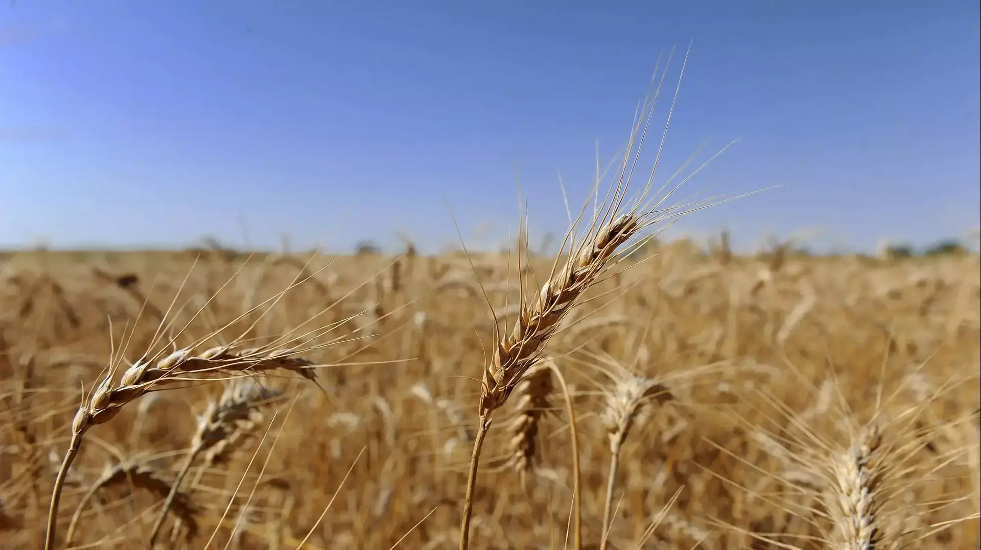 שדות החיטה והירק קיבוץ מגן, מאי 2015 שדות החיטה והירק קיבוץ מגן, מאי 2015