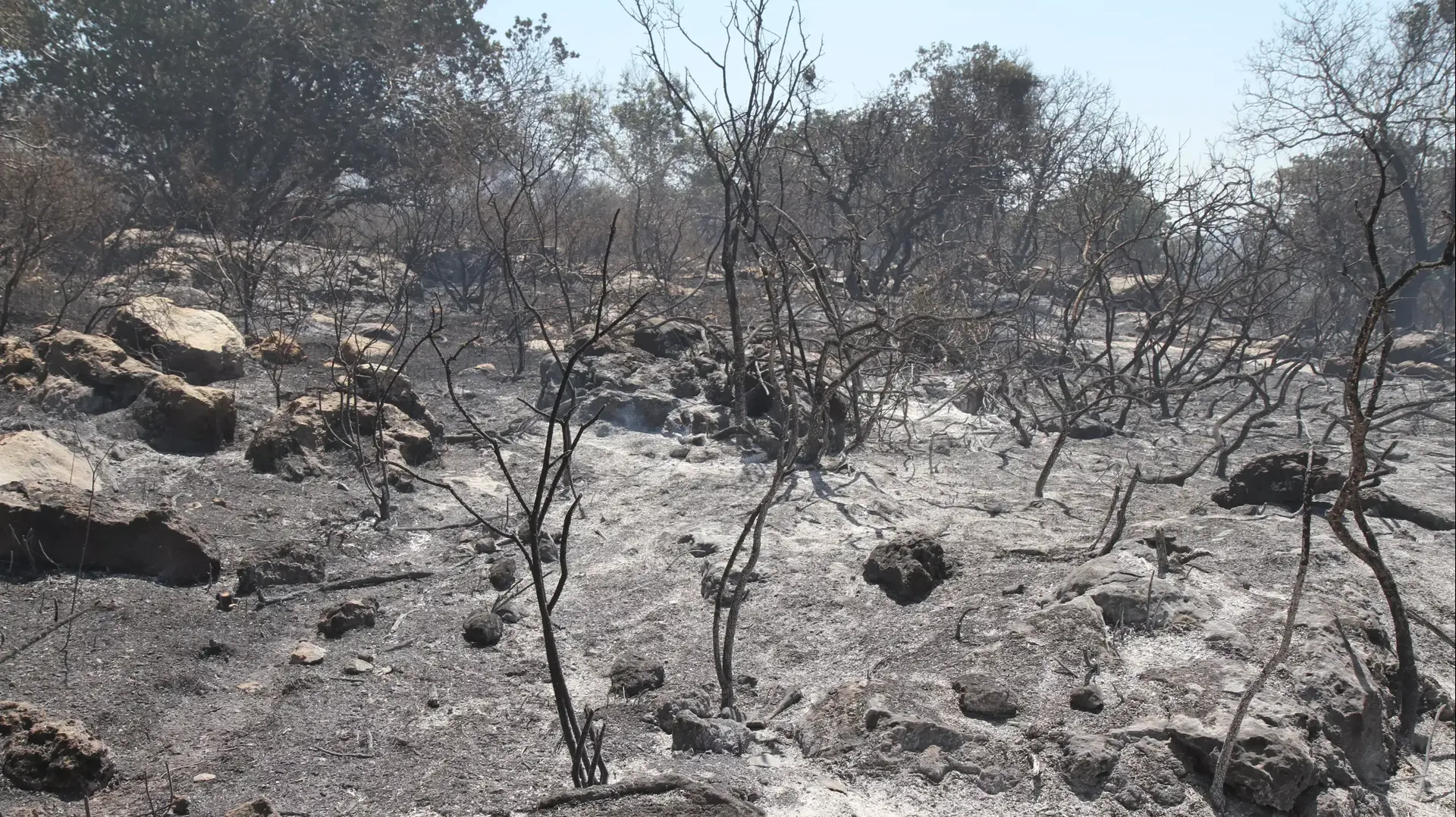 שריפת חורש טבעי בשטח גדול מאוד סמוך לואדי ערה, מאי 2015 שריפת חורש טבעי בשטח גדול מאוד סמוך לואדי ערה, מאי 2015