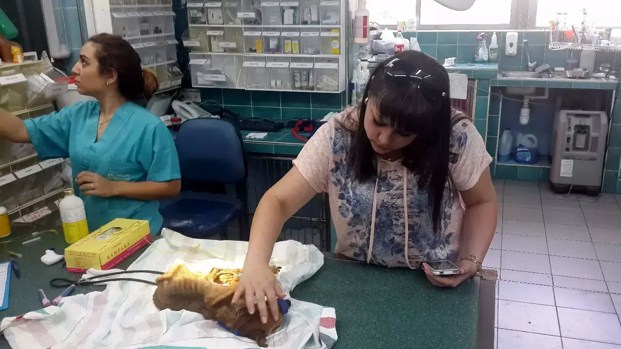 הכלבה שהוזנחה במרפסת באשדוד, מאי 2015 הכלבה שהוזנחה במרפסת באשדוד, מאי 2015