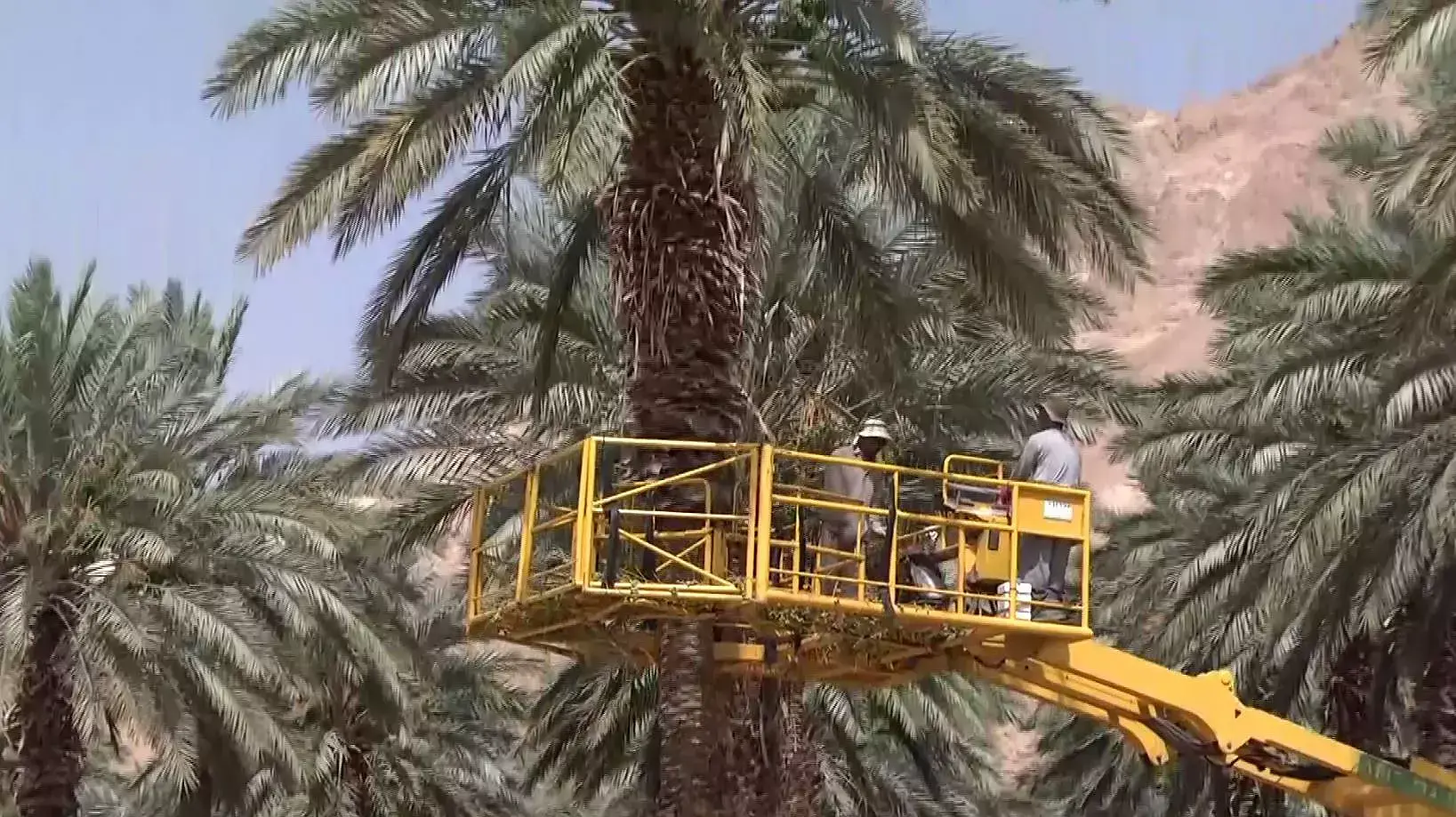 גודד תמרים בזמן שרב בקיבוץ עין גדי גודד תמרים בזמן שרב בקיבוץ עין גדי