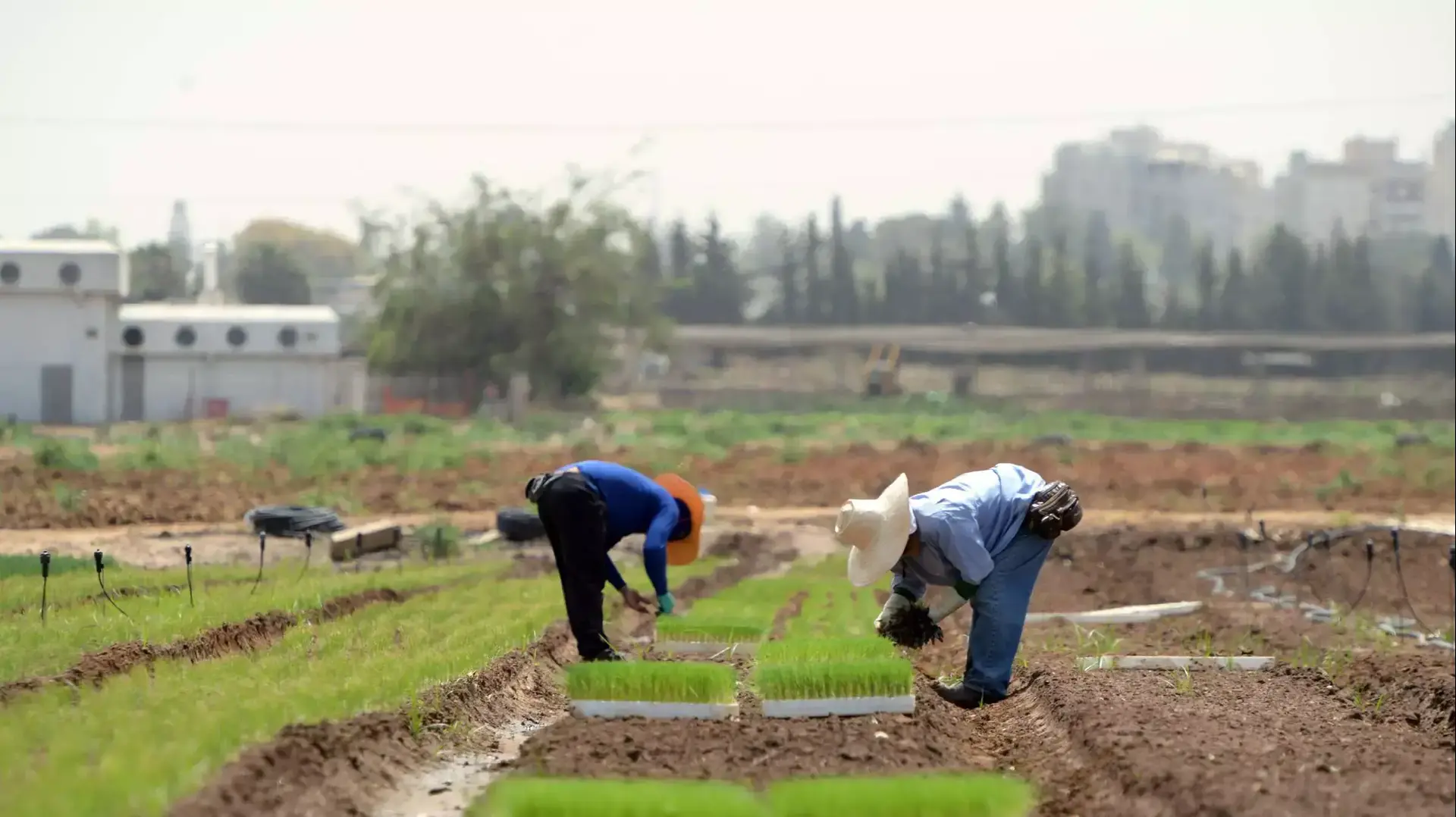 שדות ירק ליד גלילות ברמת השרון, מאי 2015 שדות ירק ליד גלילות ברמת השרון, מאי 2015