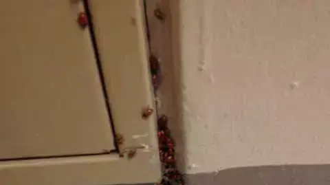 פרות משה רבנו שוחררו בבית הספר במרילנד פרות משה רבנו שוחררו בבית הספר במרילנד