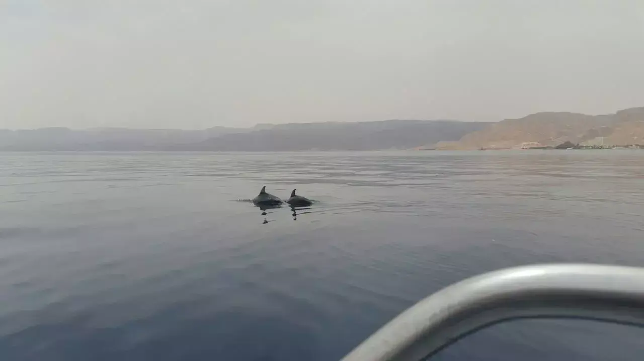 להקת דולפינים במפרץ אילת, מאי 2015