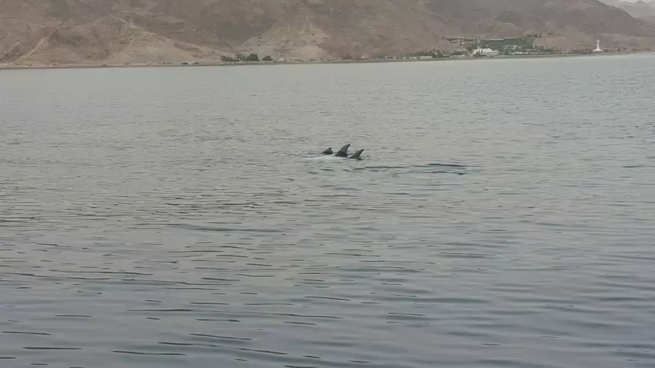 להקת דולפינים במפרץ אילת, מאי 2015 להקת דולפינים במפרץ אילת, מאי 2015