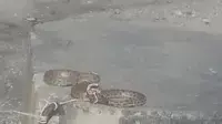 נחש צפע שנקשר לבטונדה במהלך עימותים בכפר סילוואד שבשומרון, מאי 2015
