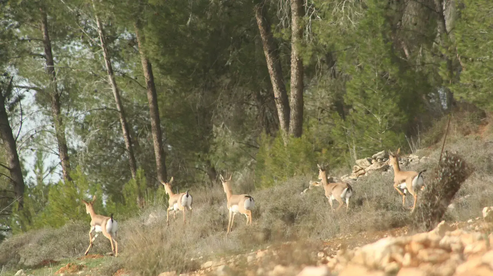 מצפה נפתוח שבירושלים, עליו מתוכננות להיבנות אלפי יחידות דיור מצפה נפתוח שבירושלים, עליו מתוכננות להיבנות אלפי יחידות דיור