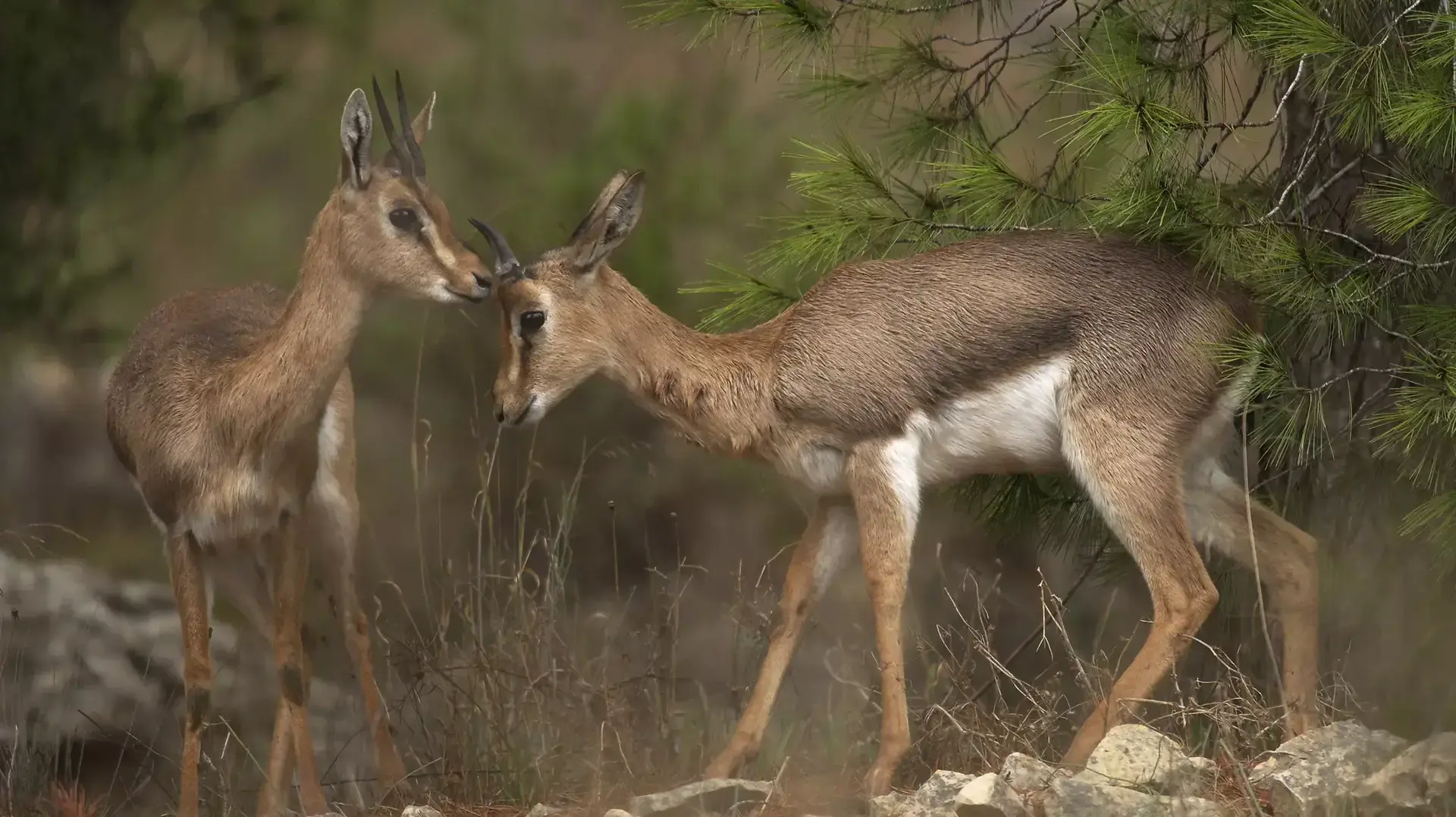 מצפה נפתוח שבירושלים, עליו מתוכננות להיבנות אלפי יחידות דיור מצפה נפתוח שבירושלים, עליו מתוכננות להיבנות אלפי יחידות דיור