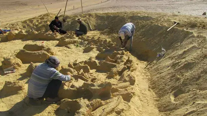מצרים: נמצאו מאובנים של לוויתן שנאכל ע"י לווייתן שנאכל ע"י כריש מצרים: נמצאו מאובנים של לוויתן שנאכל ע"י לווייתן שנאכל ע"י כריש
