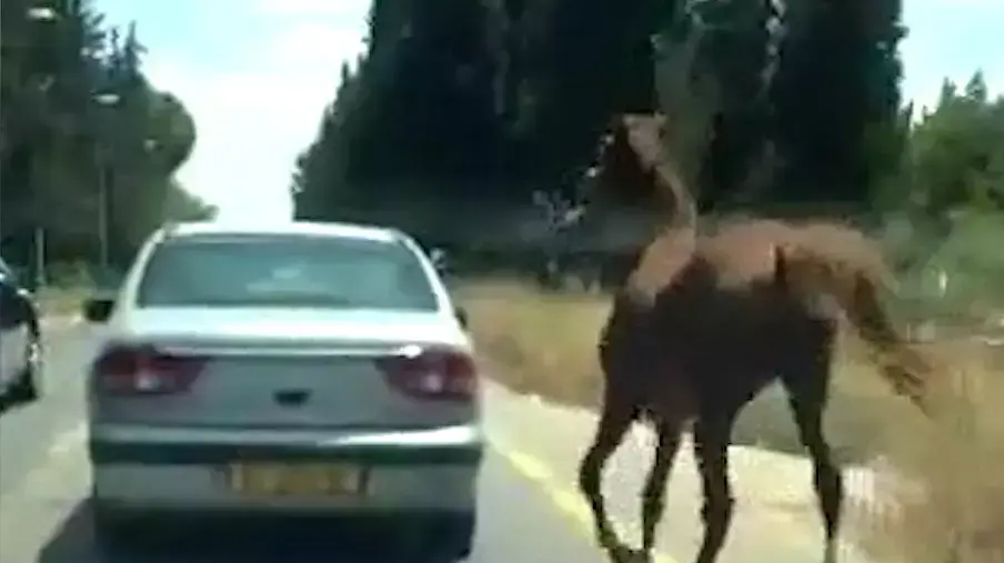 תיעוד: נוסע עם סוס קשור למכוניתו
