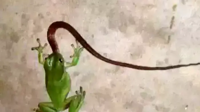 צפרדע בולעת נחש