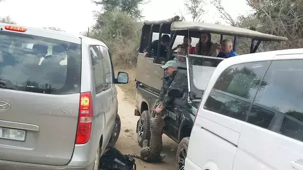 נמר תקף מדריך טיולים בדרום אפריקה נמר תקף מדריך טיולים בדרום אפריקה