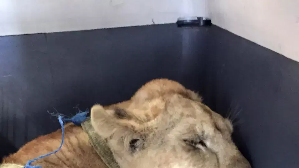 גורי האריות מקס ומונה עברו מעזה דרך מעבר ארז לשיקום בגן חיות בירדן, 5 ביולי 2015 גורי האריות מקס ומונה עברו מעזה דרך מעבר ארז לשיקום בגן חיות בירדן, 5 ביולי 2015
