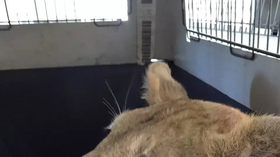 גורי האריות מקס ומונה עברו מעזה דרך מעבר ארז לשיקום בגן חיות בירדן, 5 ביולי 2015 גורי האריות מקס ומונה עברו מעזה דרך מעבר ארז לשיקום בגן חיות בירדן, 5 ביולי 2015