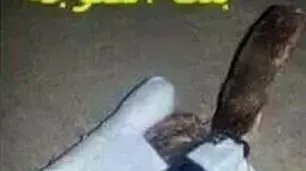 תרנגולות מתאבדות של דאעש? תרנגולות מתאבדות של דאעש?