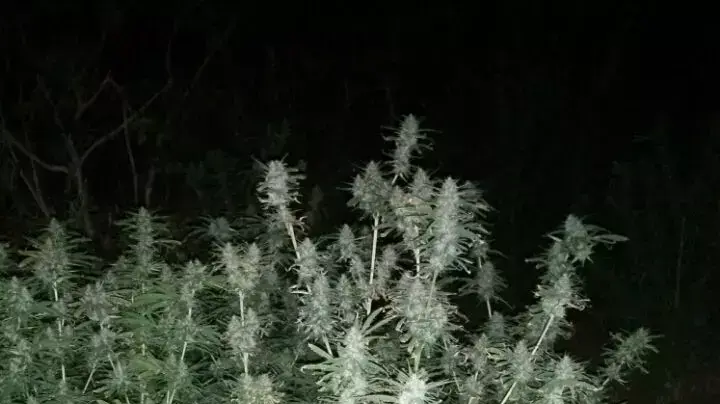 באמצע שדות של כפר חב"ד נמצא שדה גדול של קאנביס, יולי 2015 באמצע שדות של כפר חב"ד נמצא שדה גדול של קאנביס, יולי 2015