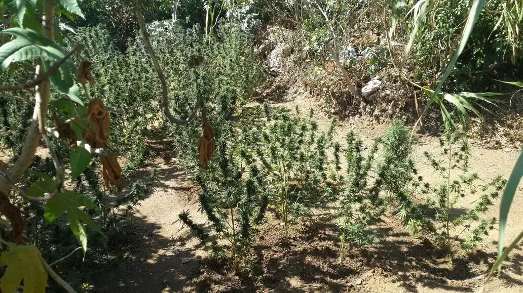 באמצע שדות של כפר חב"ד נמצא שדה גדול של קאנביס, יולי 2015 באמצע שדות של כפר חב"ד נמצא שדה גדול של קאנביס, יולי 2015