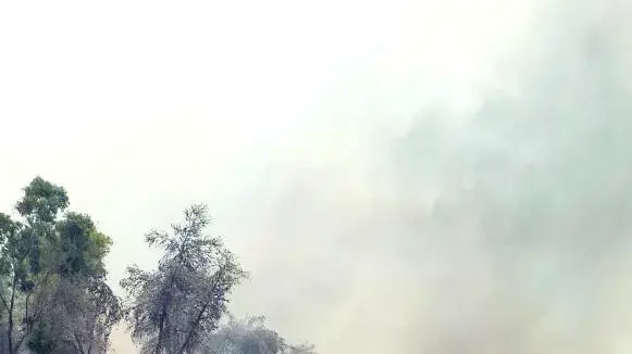 שריפת יער באזור בית שמש 24 יולי 2015 שריפת יער באזור בית שמש 24 יולי 2015
