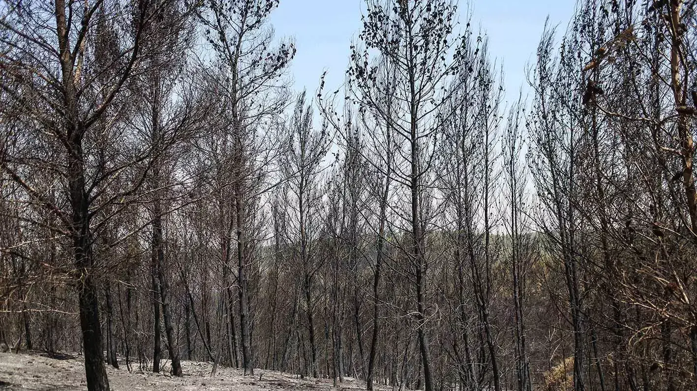 השריפה שכילתה 1,600 דונם באזור בית שמש, יולי 2015