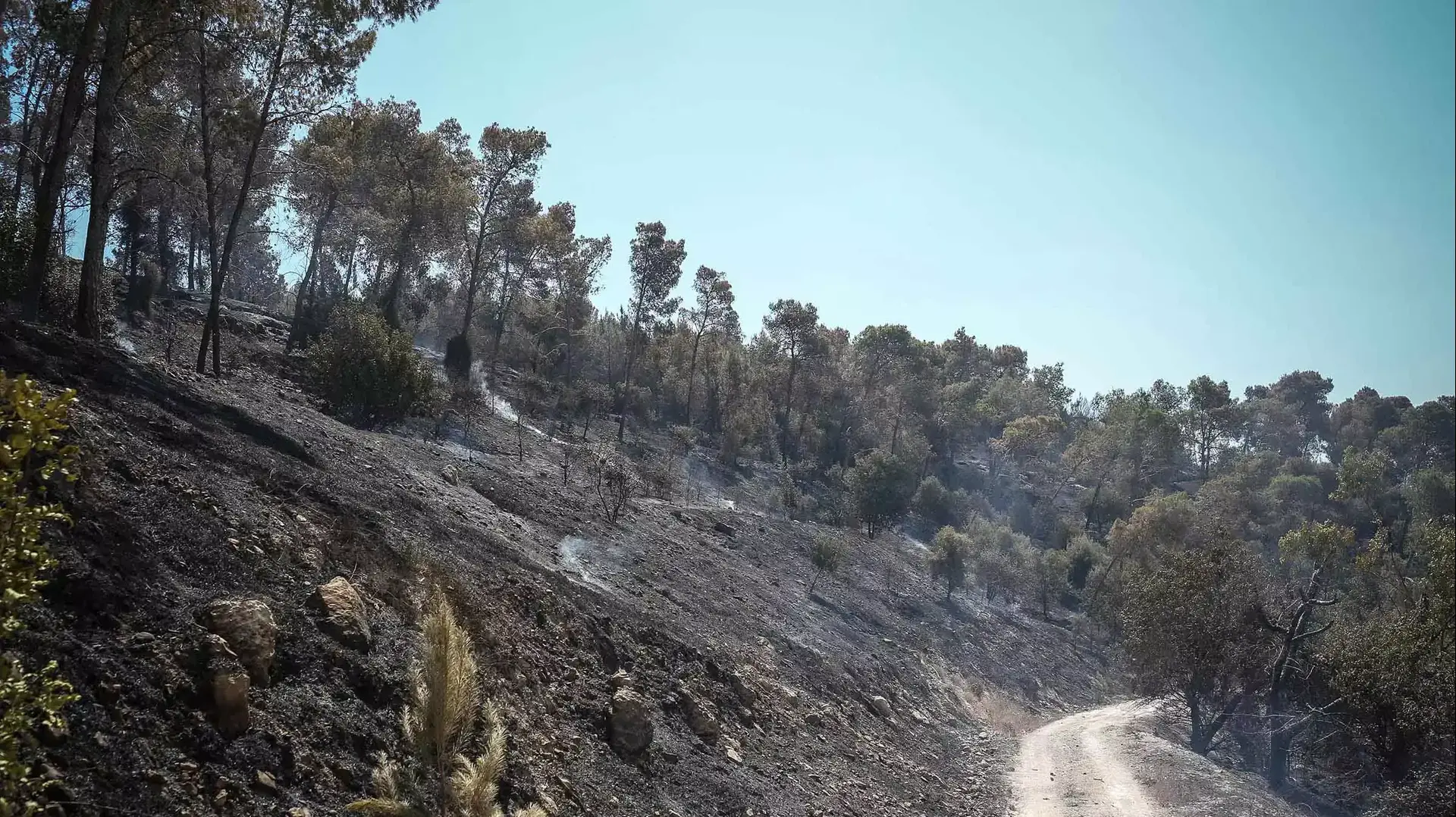השריפה שכילתה 1,600 דונם באזור בית שמש, יולי 2015