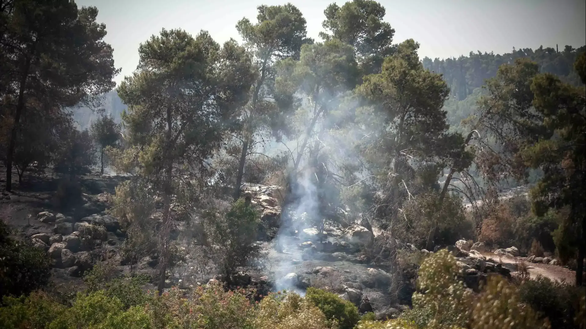 השריפה שכילתה 1,600 דונם באזור בית שמש, יולי 2015