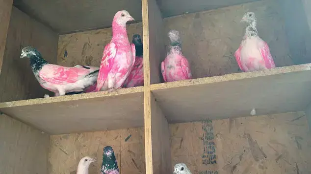 הסוף לתעלומת היונים הוורודות? הסוף לתעלומת היונים הוורודות?