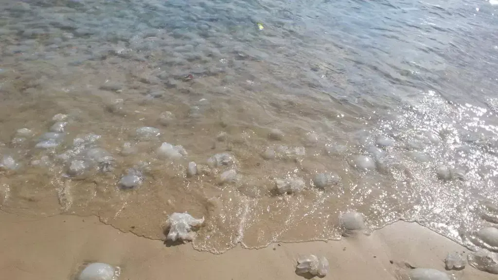 חוטית, ימי ארסי שהגיעה לחופי ישראל מהים האדום דרך תעלת סואץ. חוטית, ימי ארסי שהגיעה לחופי ישראל מהים האדום דרך תעלת סואץ.