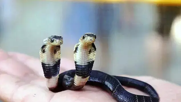 נחש קוברה עם שני ראשים