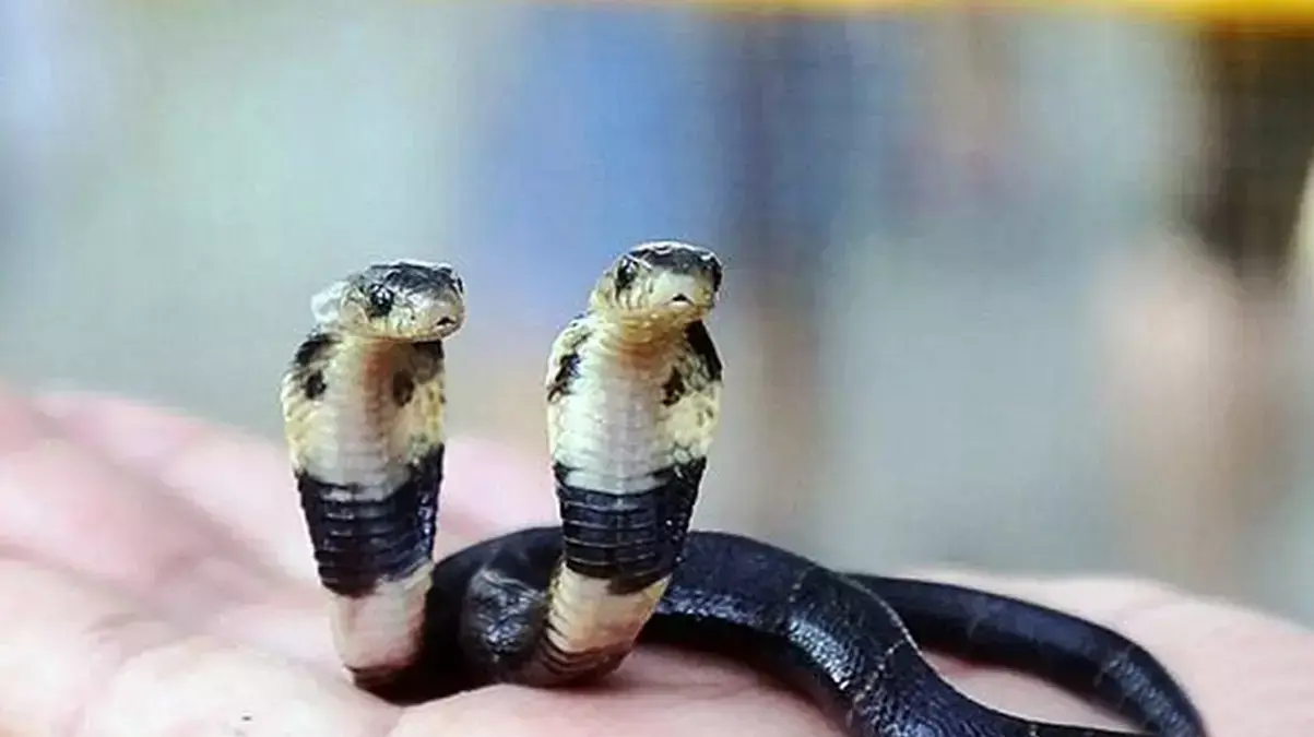 נחש קוברה עם שני ראשים נחש קוברה עם שני ראשים