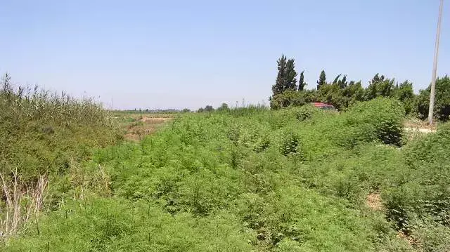 אמברוסיה מכונסת אמברוסיה מכונסת