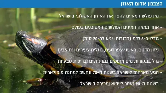 הצבגון אדום האוזן הצבגון אדום האוזן
