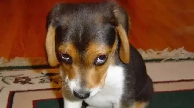כלבים אשמים