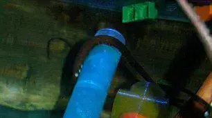 אורסולה נקבת התמנון שיודעת לפתור פאזלים אורסולה נקבת התמנון שיודעת לפתור פאזלים
