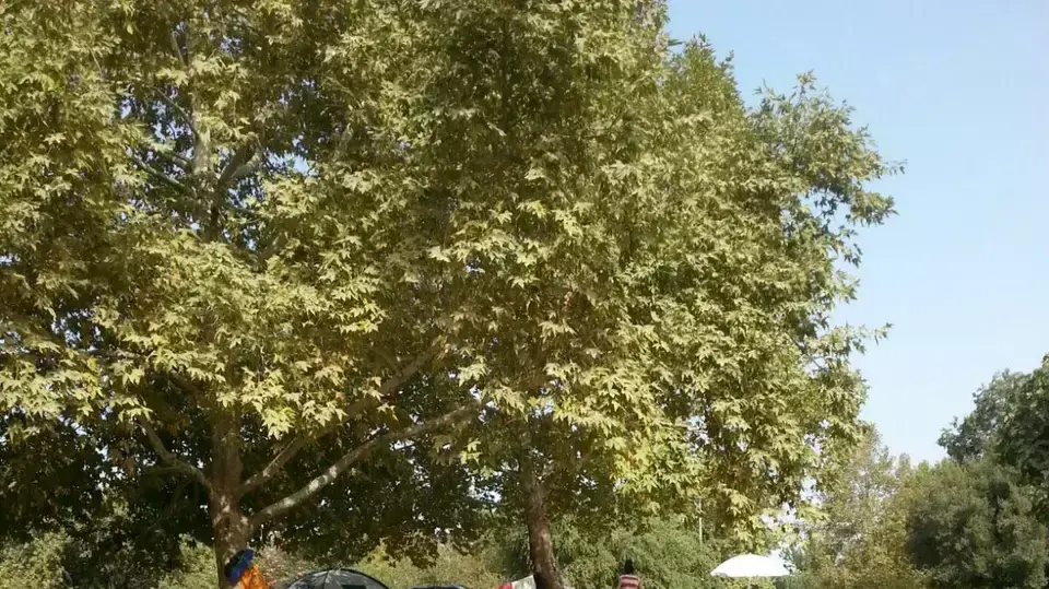 מטיילים בגן לאומי חורשת טל, ראש השנה תשע"ו, 14 בספטמבר 2015 מטיילים בגן לאומי חורשת טל, ראש השנה תשע"ו, 14 בספטמבר 2015