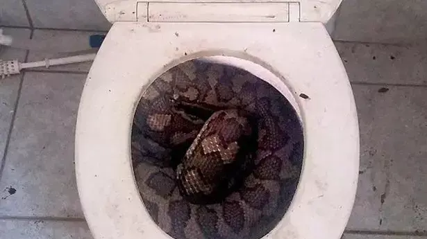 מתקפת נחשים בשירותים באוסטרליה 