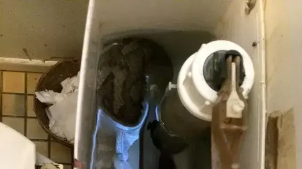 מתקפת נחשים בשירותים באוסטרליה מתקפת נחשים בשירותים באוסטרליה