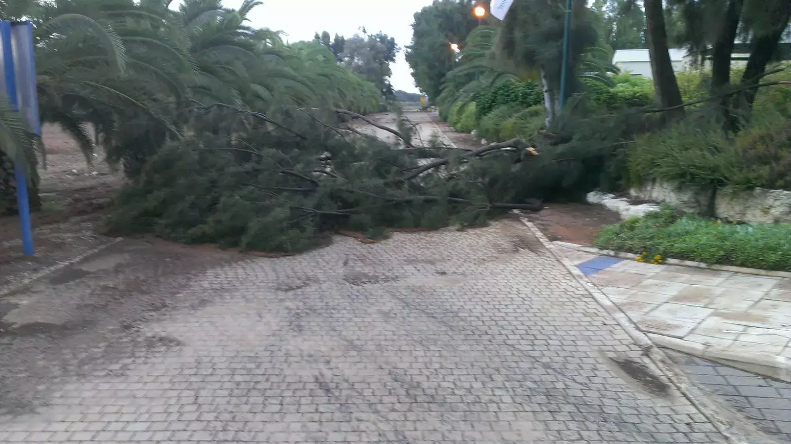 עץ שנפל בגלל הרוחות בחדרה עץ שנפל בגלל הרוחות בחדרה