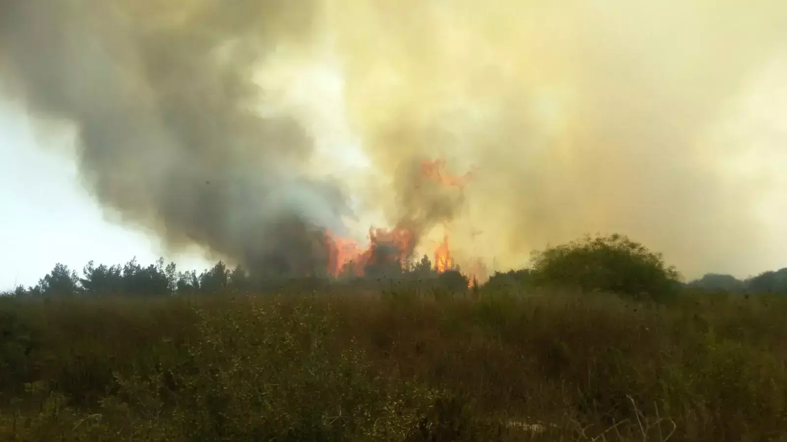 דליקת חורש שפרצה בין ריחן לישוב שקד שבצפון השומרון, ספטמבר 2015 דליקת חורש שפרצה בין ריחן לישוב שקד שבצפון השומרון, ספטמבר 2015