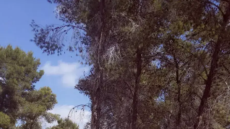 יערני קק"ל אוספים זבל ביער שחרייה (המלאכים) בנגב הצפוני, 29 בספטמבר 2015 יערני קק"ל אוספים זבל ביער שחרייה (המלאכים) בנגב הצפוני, 29 בספטמבר 2015