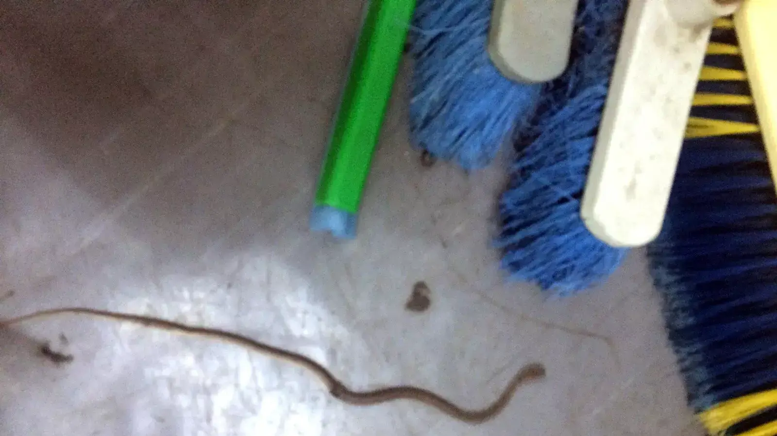 נחש שהושלך לעבר שוטרים בג'לג'וליה