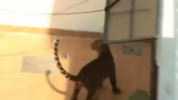 נמר שחדר לתוך בית