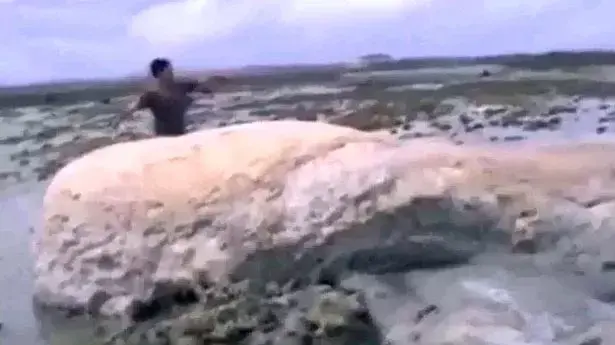 יצור מסתורי שנמצא ביפן יצור מסתורי שנמצא ביפן