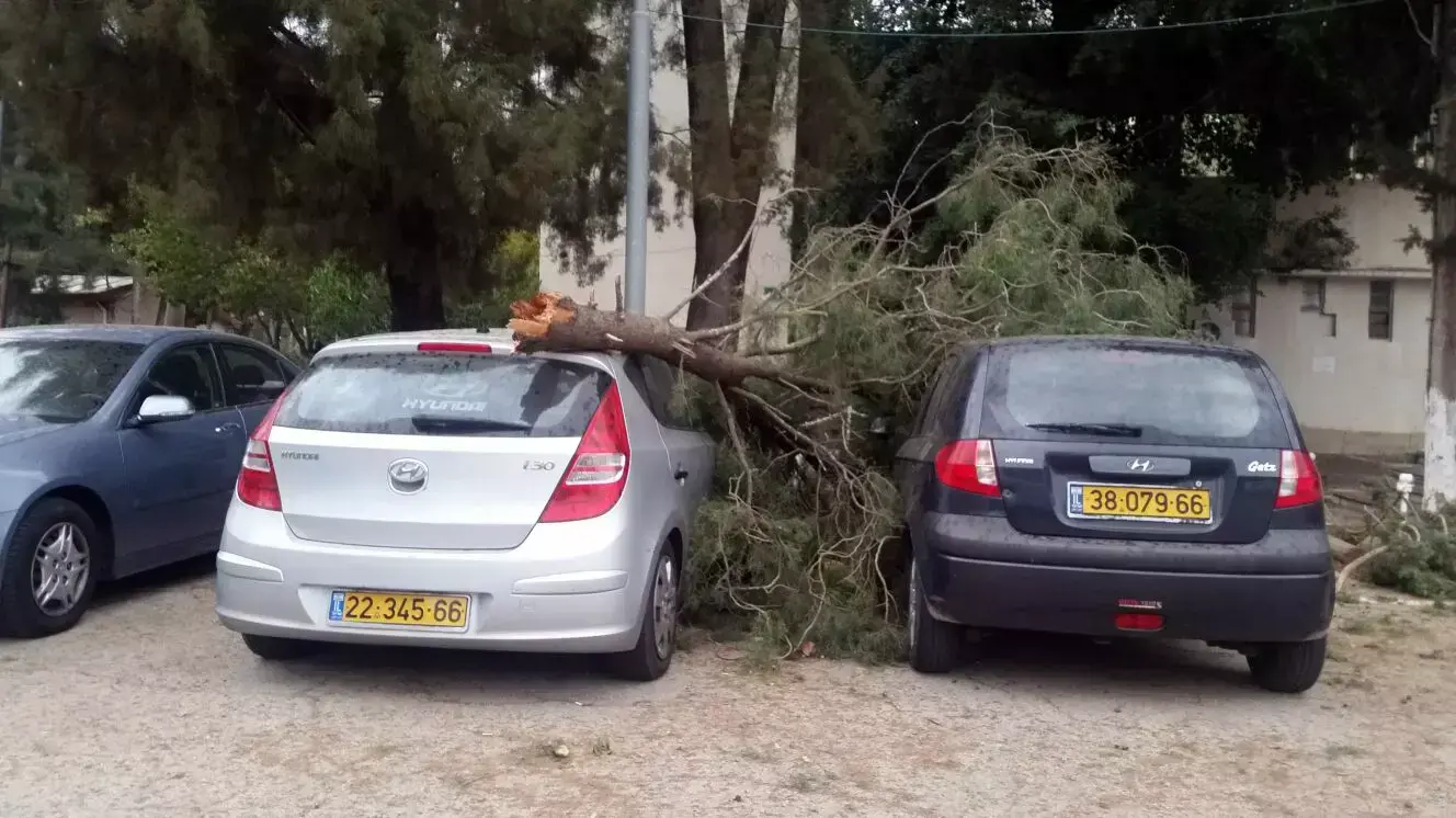 עץ נפל בכניסה לבית ספר לשוטרים, קריית אתא, 25 באוקטובר 2015 עץ נפל בכניסה לבית ספר לשוטרים, קריית אתא, 25 באוקטובר 2015