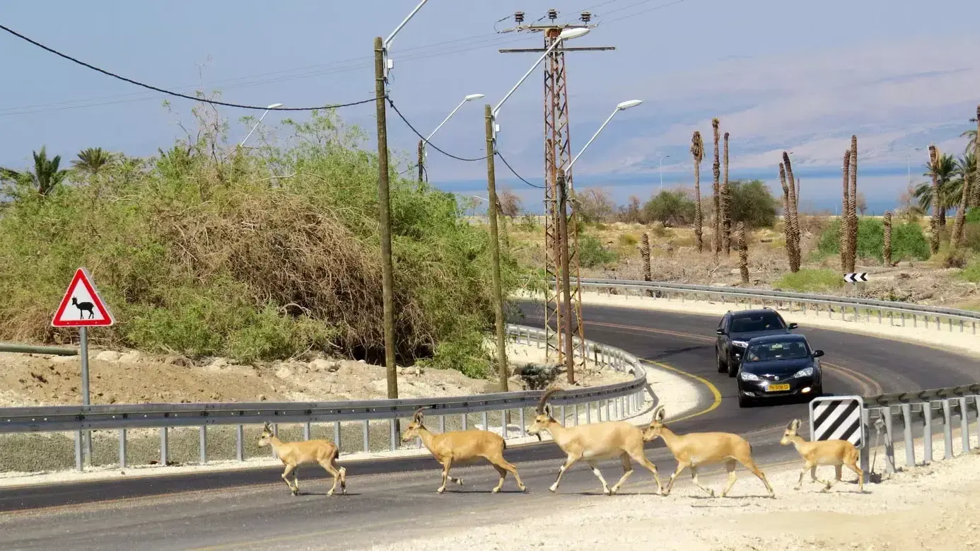 יעלים בכביש עין גדי, נובמבר 2015
