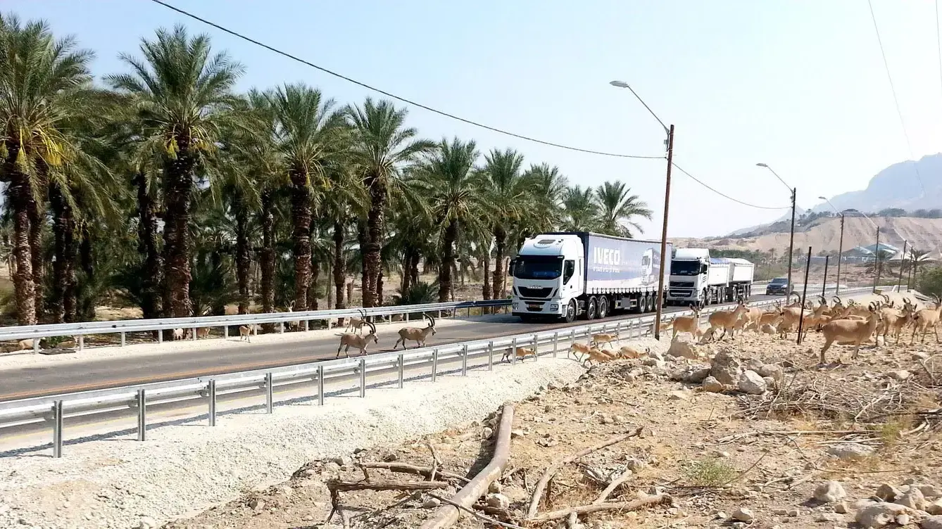 יעלים בכביש עין גדי, נובמבר 2015 יעלים בכביש עין גדי, נובמבר 2015