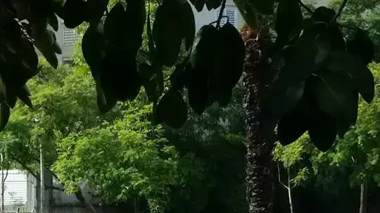 תמרור הכוונה בתוך מה שהיה פעם כביש באשקלון תמרור הכוונה בתוך מה שהיה פעם כביש באשקלון