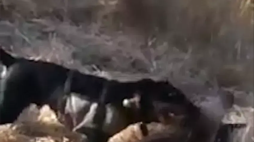 תיעוד קשה: תושב רמלה שיסה את כלבי הציד שלו בגור חזירי בר
