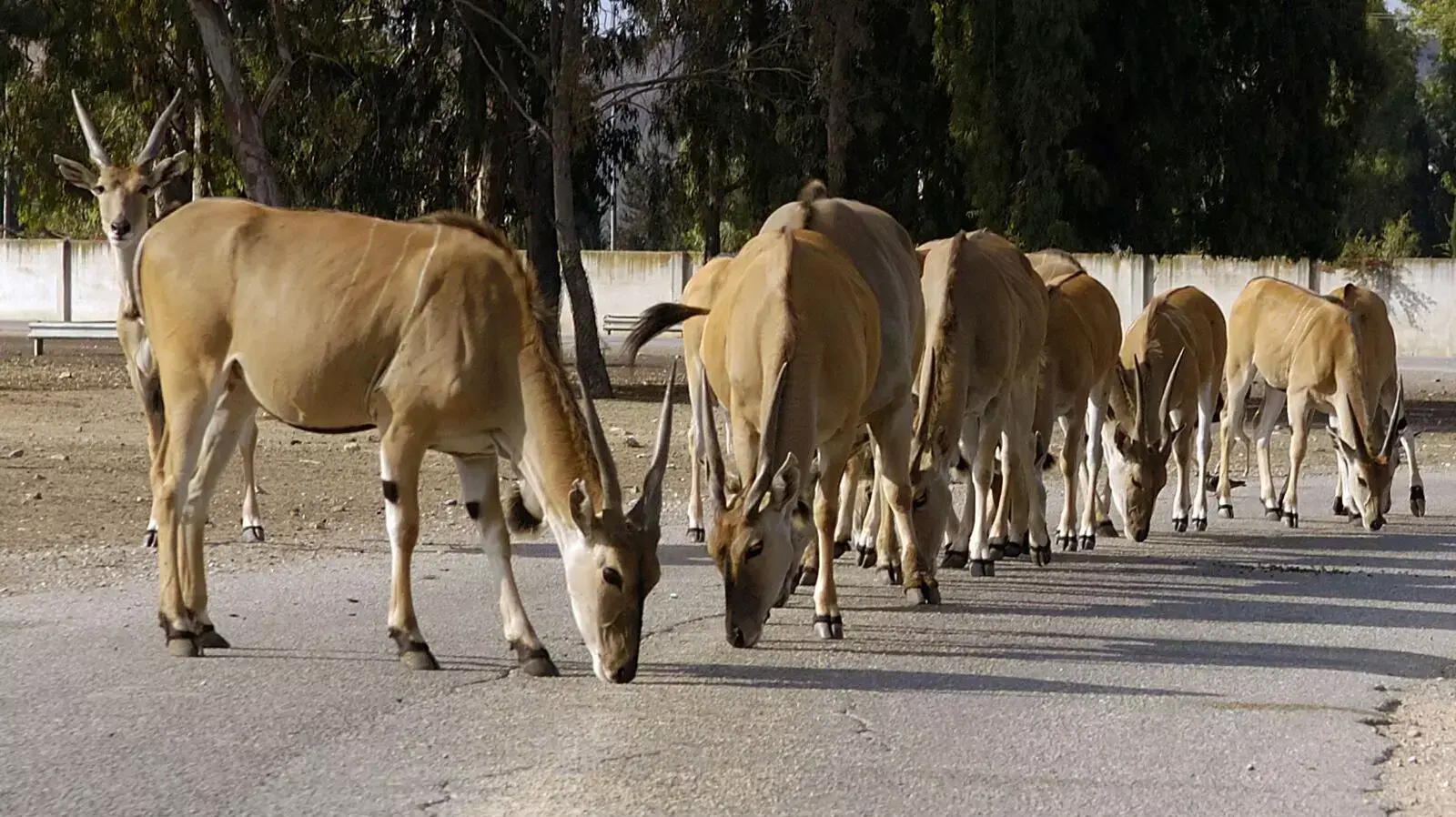 קאנות בספארי ברמת גן קאנות בספארי ברמת גן