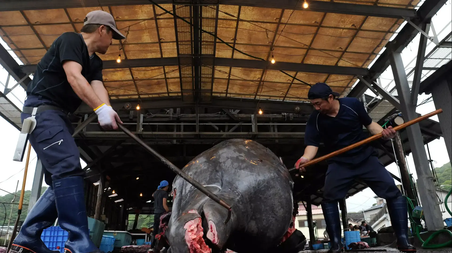 ציד לווייתנים ביפן מדרום-מזרח לטוקיו בשנת 2009